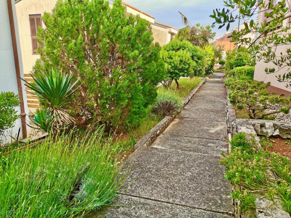 Lavandula Labin  Kültér fotó