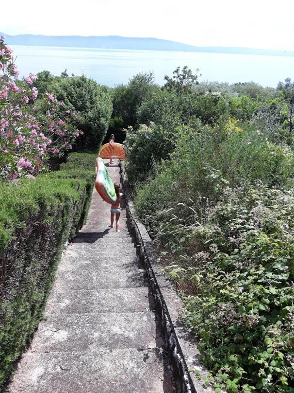 Lavandula Labin  Kültér fotó